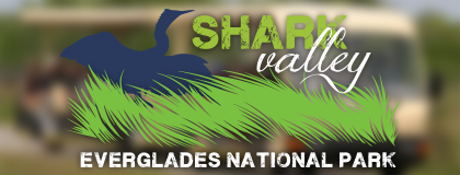 Shark Valley Tram Tours