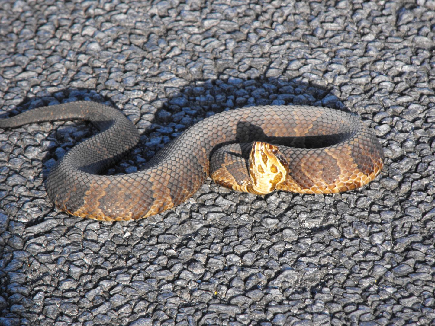 View Our Everglades Photo Gallery Shark Valley