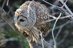 Barred Owl in the Everglades