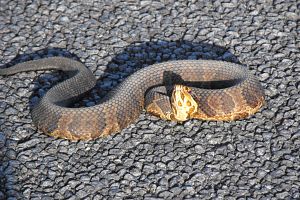 Cottonmouth in the Everglades