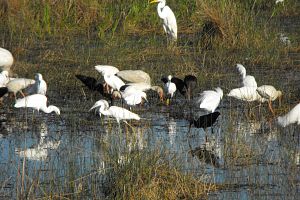 Birds At The Watering Hole in the Everglades