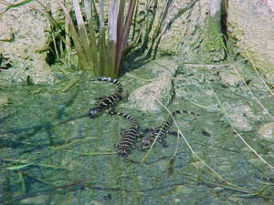 Baby alligators just recently hatched seen from a recent everglades tour