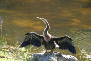Anhinga showing off for a tram tour