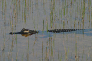 Gator enjoying a swim - spotted during our Shark Valley Tram Tours