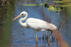 Great White Heron standing in the Everglades River
