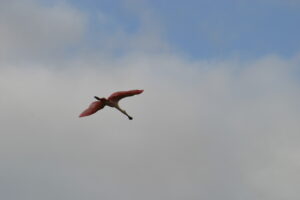 Roseate Spoonbill flying