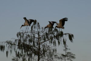 3 Woodstorks at the top of a tree