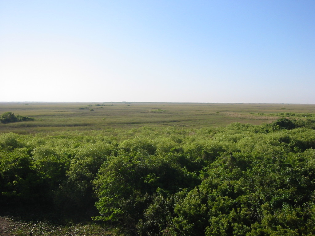 Looking Southeast off one of the Everglades Tram Tours