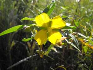 Primrose Willow blooming a vibrant yellow flower