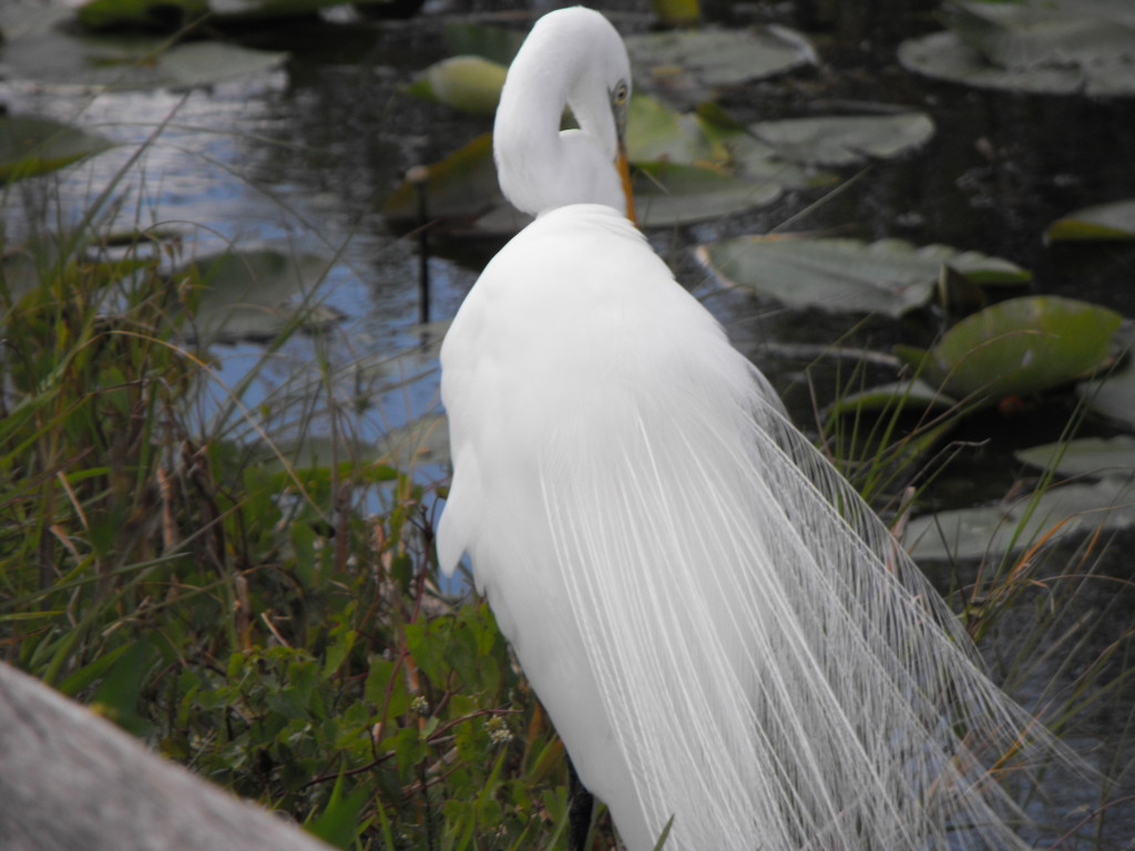 White Egret spotted on our Everglades Tour