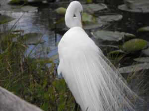 White Egret