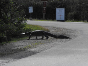 Alligators- crossing a road in front of a Shark Valley Tram tour