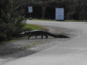 Alligator crossing a road in front of a Shark Valley Tram tour