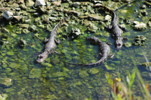 Baby gators