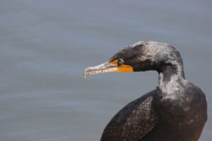 Double Crested Cormorant