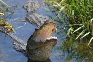 Alligator