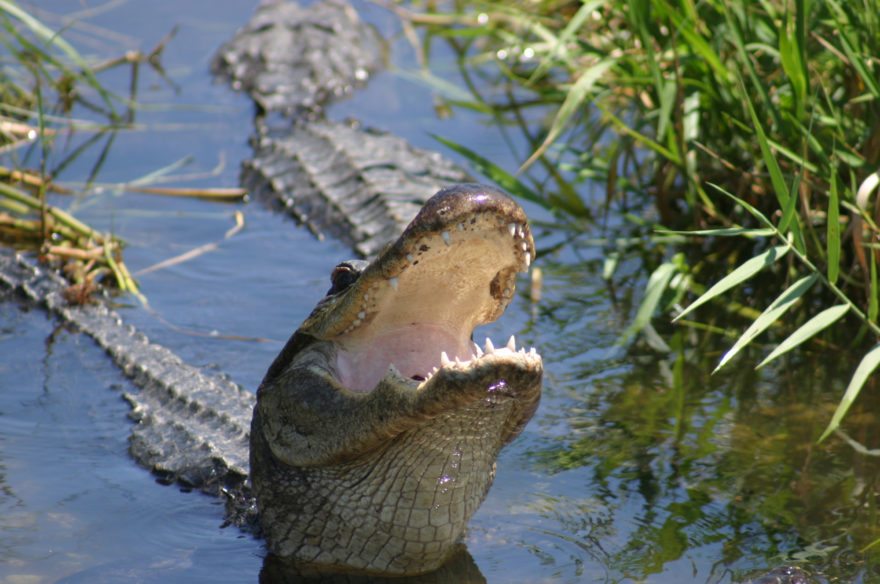 Alligator with an open mouth