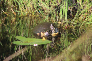 Red-bellied Turtle