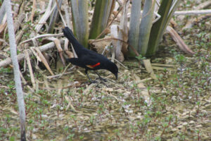 Red-Winged Blackbird