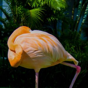 flamingo- Birds of the Everglades
