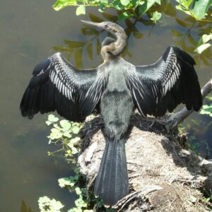 anhinga - Birds of the Everglades