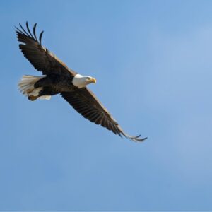 bald eagle - shark valley