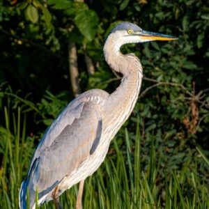 Birds of the Everglades - great blue heron