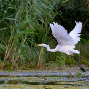great egret in florida