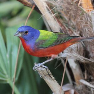 painted bunting - shark valley