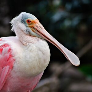 roseate spoonbill-shark valley