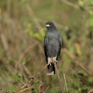 snail kit - shark valley