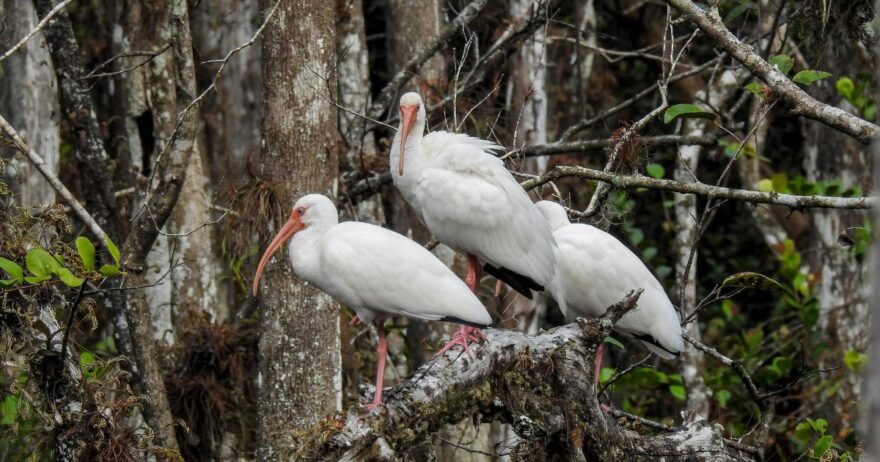 birds of the everglades