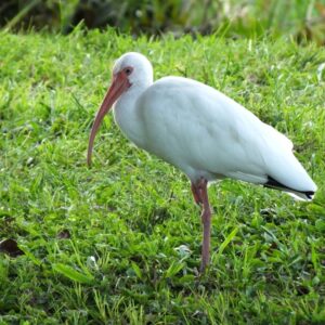 white ibis of florida