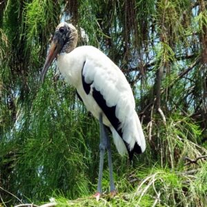 wood stork - shark valley