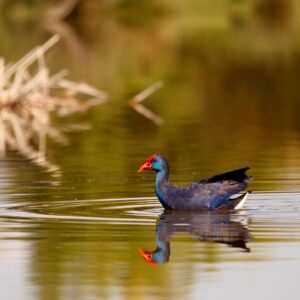 native gallinule