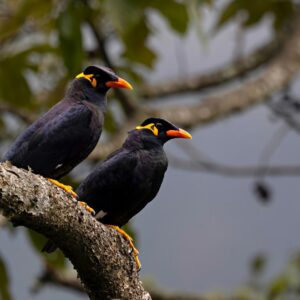 Common Hill Myna