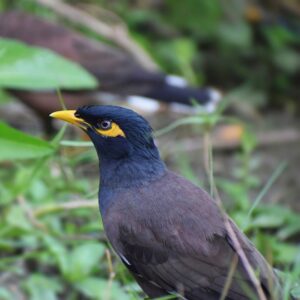 Common-Myna-Acridotheres