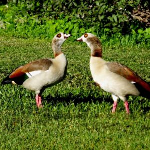 Egyptian-Goose