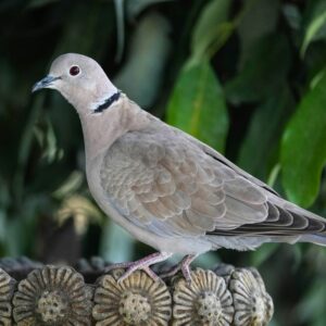 Eurasian-Collared-Dove-