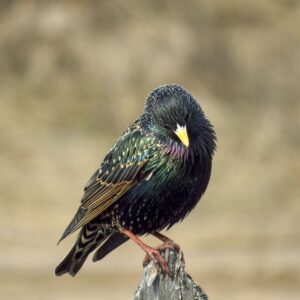 European-Starling