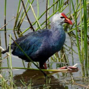 Gray-Headed-Swamphen