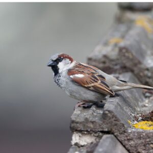 house sparrow