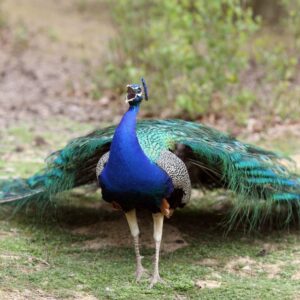 Indian-Peafowl