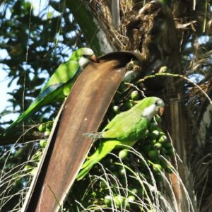 Monk Parakeet (Myiopsitta monachus)