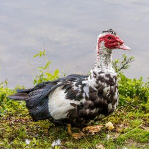Muscovy-Duck