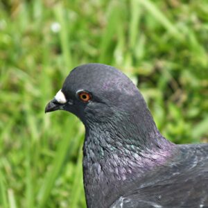 Rock-Pigeon-