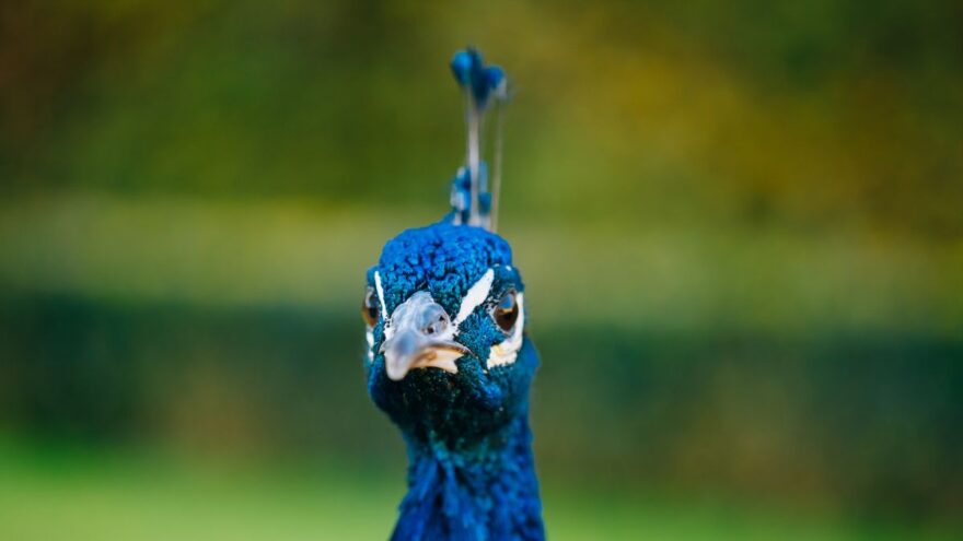 indian-peafowl-up-close